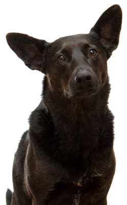 black-dog-trans